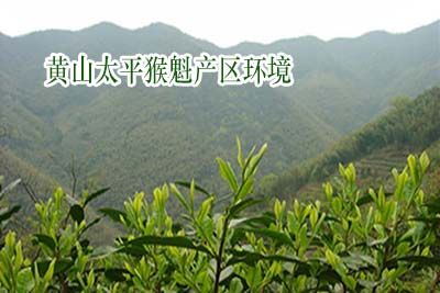 辨別優(yōu)質(zhì)正品太平猴魁.jpg 辨別優(yōu)質(zhì)正品太平猴魁.jpg