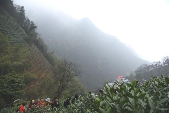 黃山區(qū)導游協(xié)會探尋太平猴魁生長之源.jpg 黃山區(qū)導游協(xié)會探尋太平猴魁生長之源.jpg