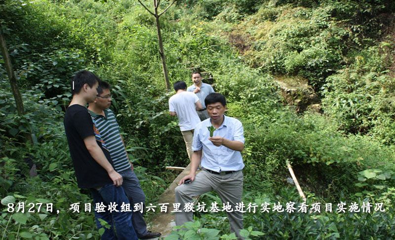 六百里猴魁物聯(lián)網(wǎng)建設(shè)與品牌宣傳項目驗收.jpg 六百里猴魁物聯(lián)網(wǎng)建設(shè)與品牌宣傳項目驗收.jpg