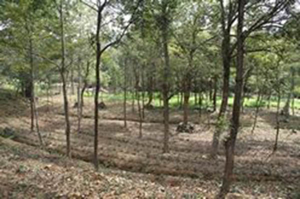 黃山萬畝野茶谷生態(tài)農(nóng)業(yè)項目.jpg 黃山萬畝野茶谷生態(tài)農(nóng)業(yè)項目.jpg